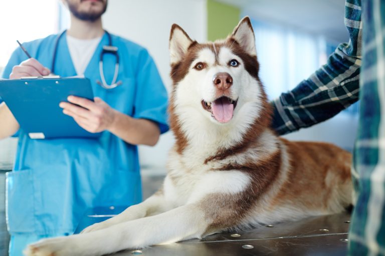 How To Apply For Pet Insurance Job In Canada Online